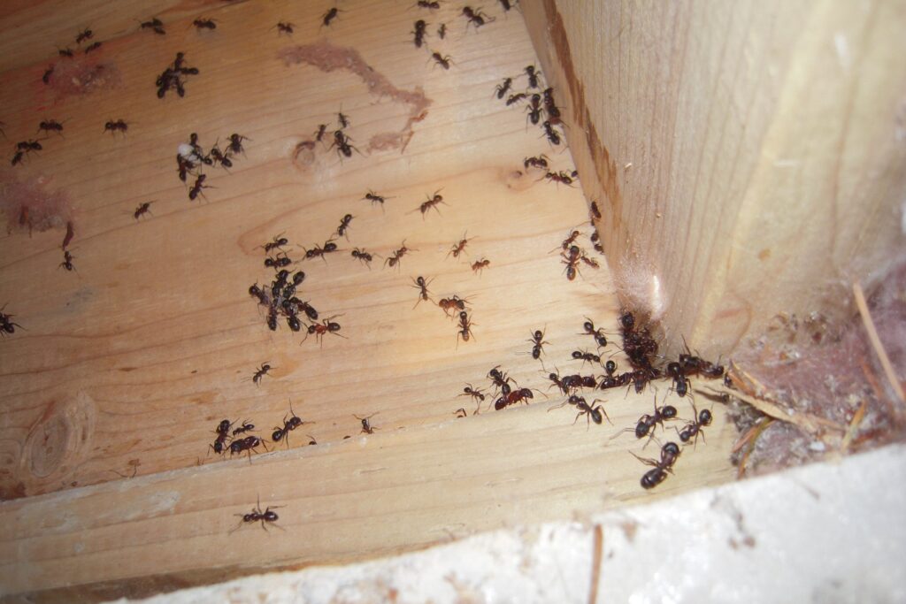 Pest solutions peterborough insects