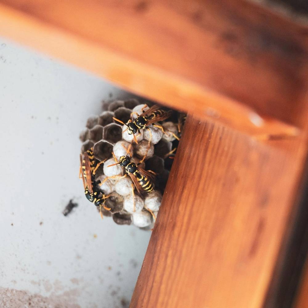 wasps making nest in a roof