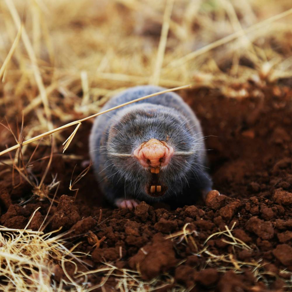 Garden mole in mud showing teeth
