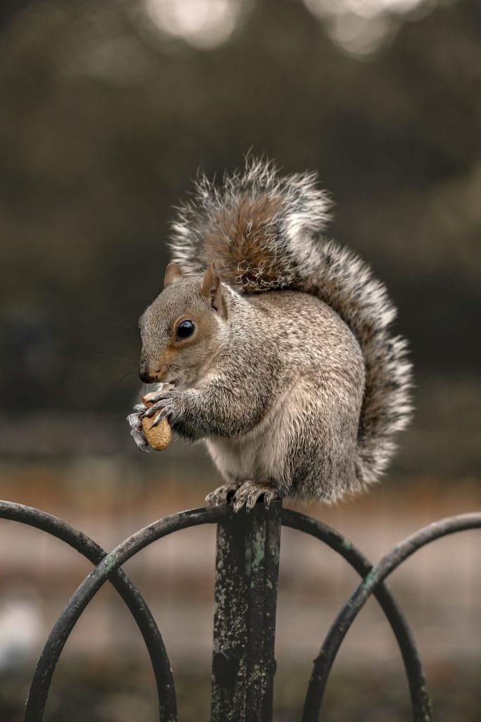 grey squirrel on railing eating acorn