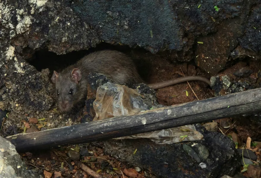 A brown rat peers cautiously from a hole in a rocky wall. It is surrounded by debris, including a wooden stick and plastic, creating a gritty scene.