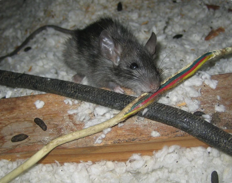 A small gray mouse chews through colorful cables on a wooden surface, surrounded by shredded paper bedding and droppings, suggesting mischief.