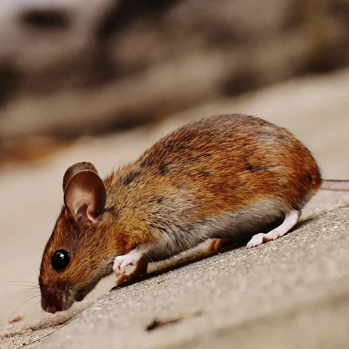 A small brown mouse with a white underbelly and large ears sniffs the ground on a soft, blurred background, conveying a sense of curiosity and alertness (1)