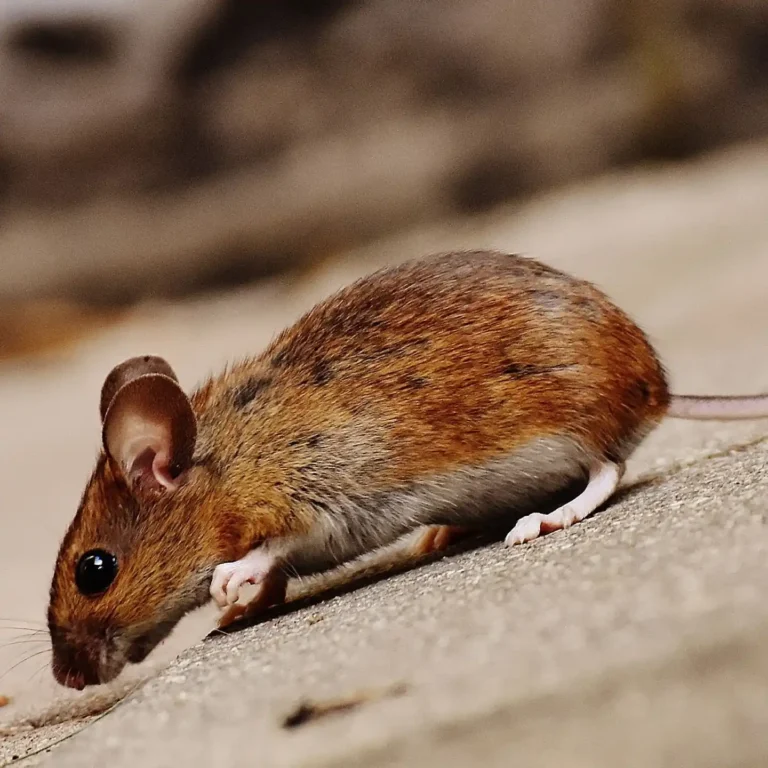 A small brown mouse with a white underbelly and large ears sniffs the ground on a soft, blurred background, conveying a sense of curiosity and alertness (2)