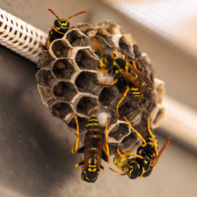Several yellow and black paper wasps crawl on a gray, hexagonal celled nest attached to a white cable, with some cells containing visible larvae